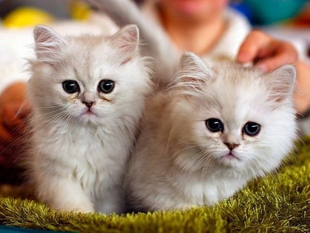 Породы кошек в Кочубеевском | ЗооТом портал о животных
