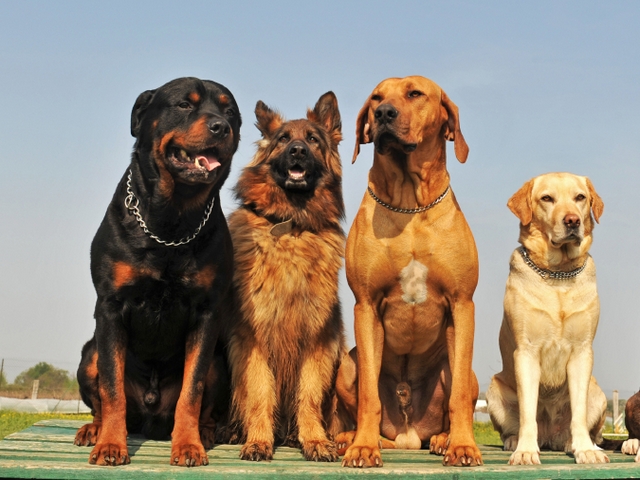 Крупные породы собак в Кочубеевском | ЗооТом портал о животных