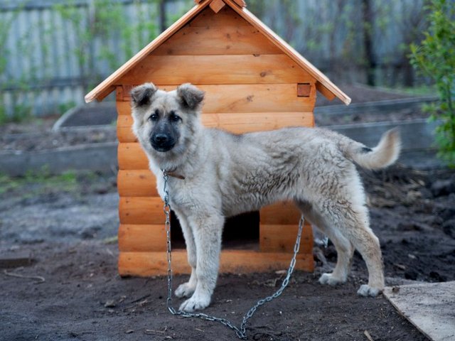 Все о собаках в Кочубеевском